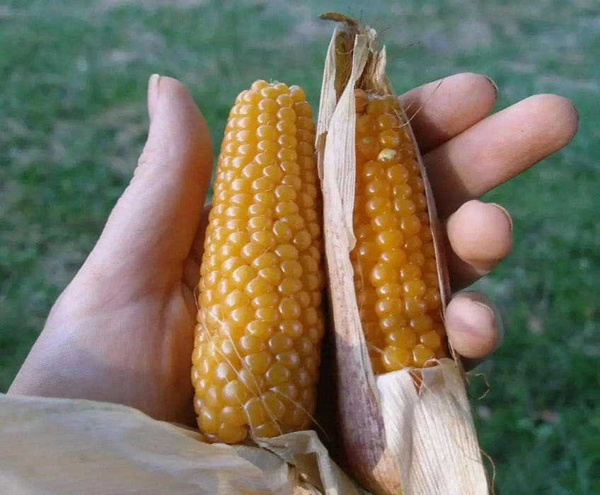 Corn Seeds - Tom Thumb Popcorn - Zea mays  -open-pollinated. - Caribbean garden seed