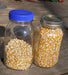 Corn Seeds - Tom Thumb Popcorn - Zea mays  -open-pollinated. - Caribbean garden seed