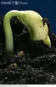 Corona  White lima Beans,Pole, Vegetable - Caribbean garden seed