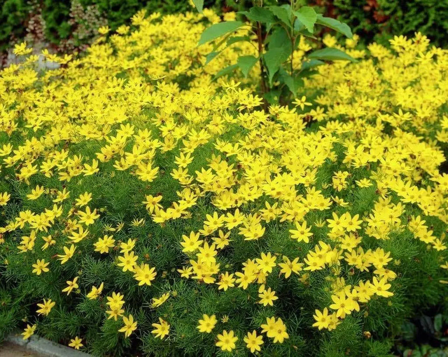 Coreopsis  (Threadleaf) Perennial flowers - Caribbean garden seed