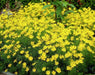 Coreopsis  (Threadleaf) Perennial flowers - Caribbean garden seed