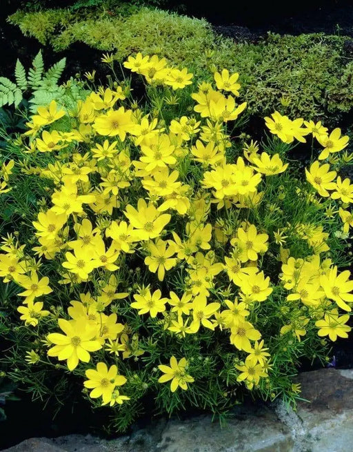 Coreopsis  (Threadleaf) Perennial flowers - Caribbean garden seed