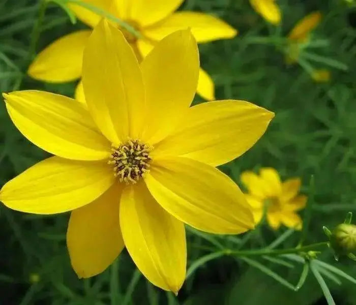 Coreopsis  (Threadleaf) Perennial flowers - Caribbean garden seed