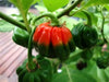 CONGO TRINIDAD, Hot Peppers Seeds -Red, Capsicum chinense - Caribbean garden seed