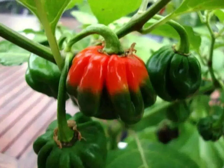 CONGO TRINIDAD, Hot Peppers Seeds -Red, Capsicum chinense - Caribbean garden seed