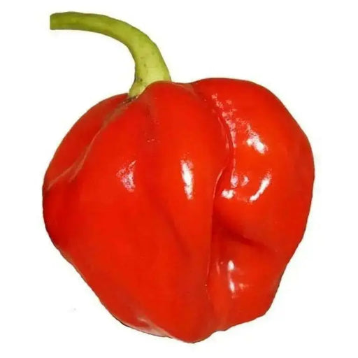 CONGO TRINIDAD, Hot Peppers Seeds -Red, Capsicum chinense - Caribbean garden seed