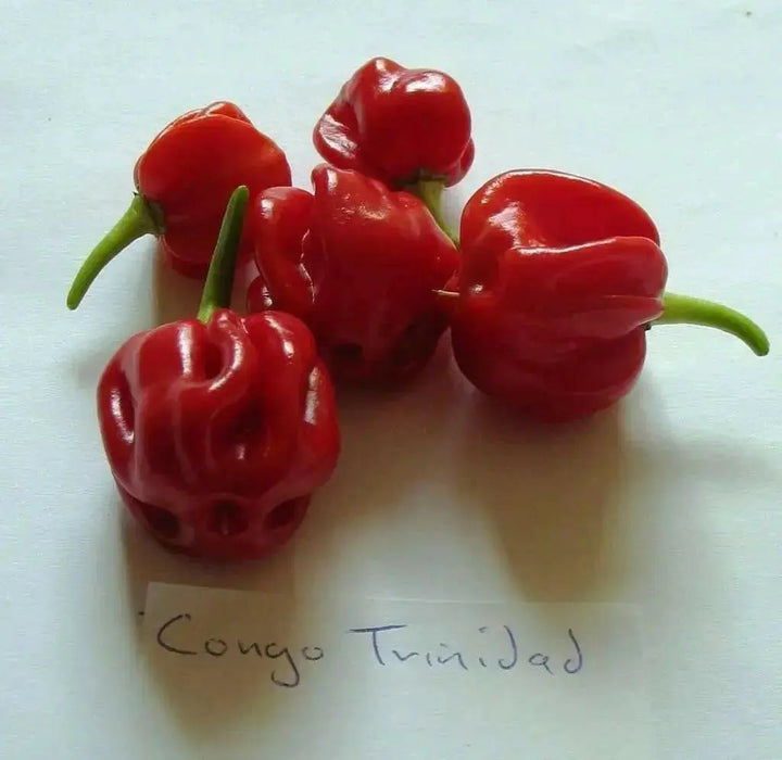 CONGO TRINIDAD, Hot Peppers Seeds -Red, Capsicum chinense - Caribbean garden seed