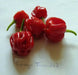 CONGO TRINIDAD, Hot Peppers Seeds -Red, Capsicum chinense - Caribbean garden seed
