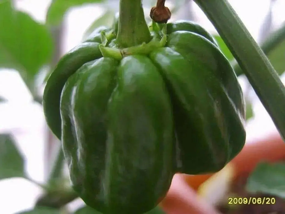 CONGO TRINIDAD, Hot Peppers Seeds -Red, Capsicum chinense - Caribbean garden seed