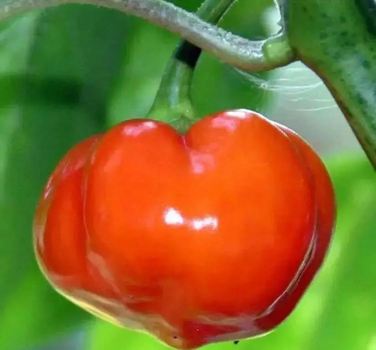 CONGO TRINIDAD, Hot Peppers Seeds -Red, Capsicum chinense - Caribbean garden seed
