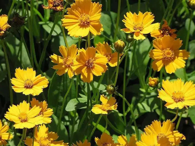 Coreopsis Auriculate Nana, Live starter plant, perennial flowers (Copy) - Caribbean garden seed