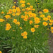 Coreopsis Auriculate Nana, Live starter plant, perennial flowers (Copy) - Caribbean garden seed