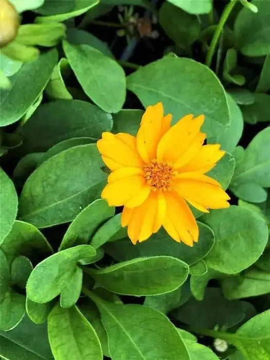 Coreopsis Auriculate Nana, Live starter plant, perennial flowers (Copy) - Caribbean garden seed