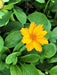 Coreopsis Auriculate Nana, Live starter plant, perennial flowers (Copy) - Caribbean garden seed