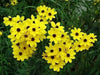 Coreopsis Flowers seed  YELLOW Tickseed, PERENNIAL - Caribbean garden seed