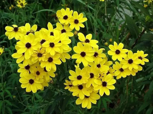 Coreopsis Flowers seed  YELLOW Tickseed, PERENNIAL - Caribbean garden seed