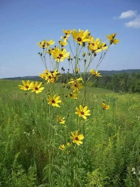 Coreopsis Flowers seed  YELLOW Tickseed, PERENNIAL - Caribbean garden seed