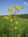 Coreopsis Flowers seed  YELLOW Tickseed, PERENNIAL - Caribbean garden seed