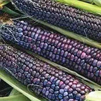 Corn Seeds - Sweet - Hopi Blue (Organic), VEGETABLE SEEDS, - Caribbean garden seed