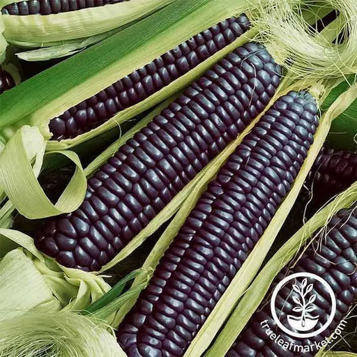 Corn Seeds - Sweet - Hopi Blue (Organic), VEGETABLE SEEDS, - Caribbean garden seed
