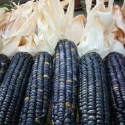 Corn Seeds - Sweet - Hopi Blue (Organic), VEGETABLE SEEDS, - Caribbean garden seed