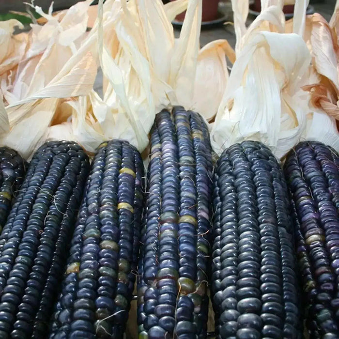 Corn Seeds - Sweet - Hopi Blue (Organic), VEGETABLE SEEDS, - Caribbean garden seed