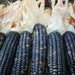 Corn Seeds - Sweet - Hopi Blue (Organic), VEGETABLE SEEDS, - Caribbean garden seed