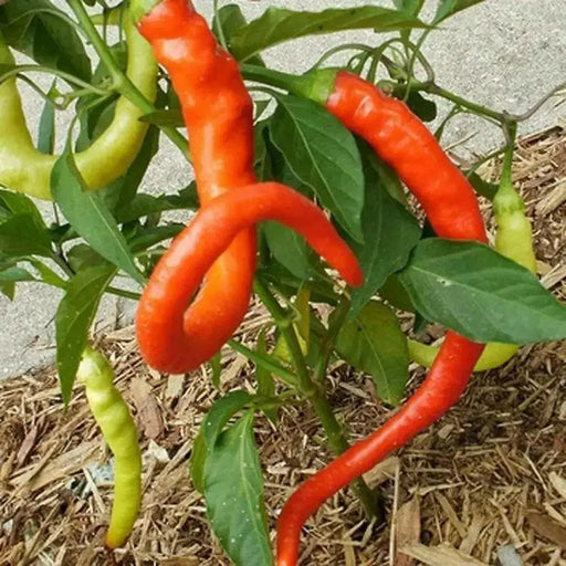 CORBACI PEPPER Pepper Seeds , CAPSICUM ANNUUM, from Turkey. - Caribbean garden seed