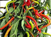 CORBACI PEPPER Pepper Seeds , CAPSICUM ANNUUM, from Turkey. - Caribbean garden seed