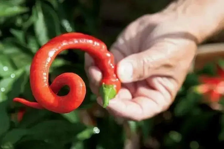 CORBACI PEPPER Pepper Seeds , CAPSICUM ANNUUM, from Turkey. - Caribbean garden seed