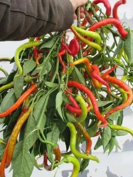 CORBACI PEPPER Pepper Seeds , CAPSICUM ANNUUM, from Turkey. - Caribbean garden seed
