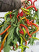 CORBACI PEPPER Pepper Seeds , CAPSICUM ANNUUM, from Turkey. - Caribbean garden seed