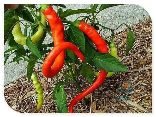 CORBACI PEPPER Pepper Seeds , CAPSICUM ANNUUM, from Turkey. - Caribbean garden seed
