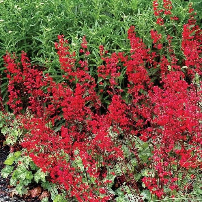 Coral Forest Coral Bells , Heuchera sanguinea FLOWERS Seed,Perennial, Zone: 4-9 - Caribbean garden seed