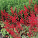 Coral Forest Coral Bells , Heuchera sanguinea FLOWERS Seed,Perennial, Zone: 4-9 - Caribbean garden seed