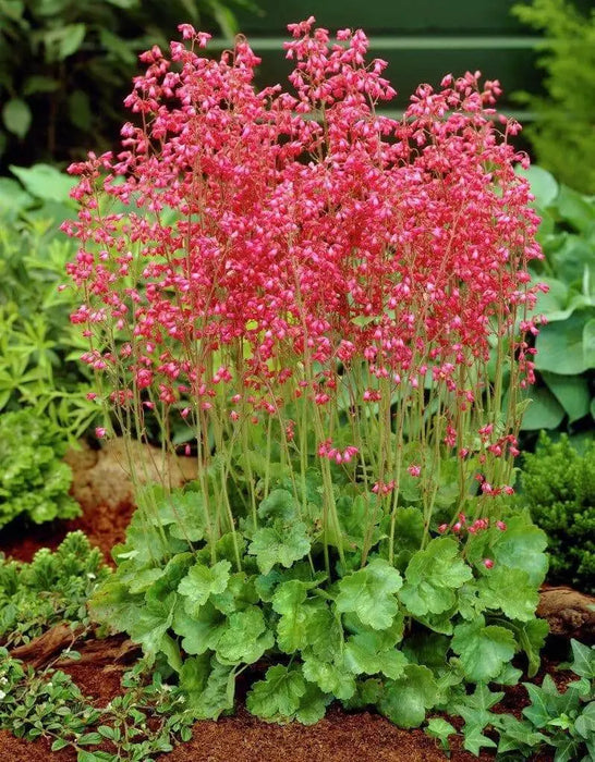 Coral Forest Coral Bells , Heuchera sanguinea FLOWERS Seed,Perennial, Zone: 4-9 - Caribbean garden seed