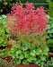 Coral Forest Coral Bells , Heuchera sanguinea FLOWERS Seed,Perennial, Zone: 4-9 - Caribbean garden seed
