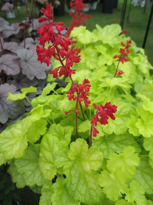 Coral Forest Coral Bells , Heuchera sanguinea FLOWERS Seed,Perennial, Zone: 4-9 - Caribbean garden seed