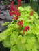 Coral Forest Coral Bells , Heuchera sanguinea FLOWERS Seed,Perennial, Zone: 4-9 - Caribbean garden seed