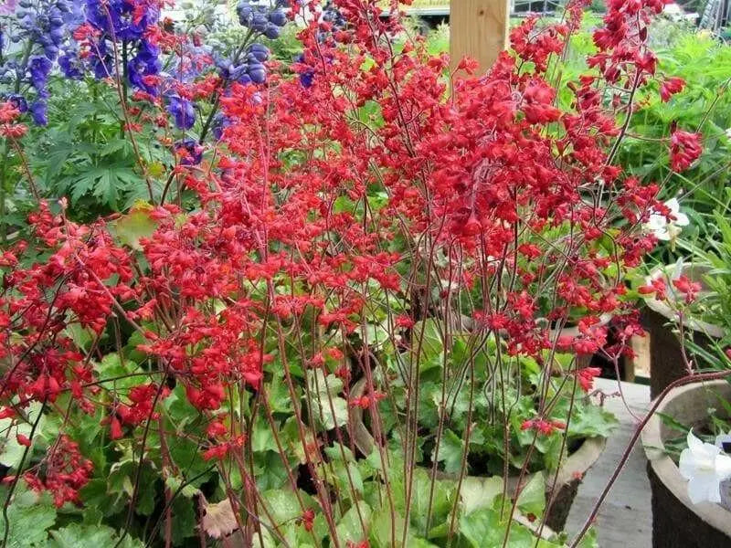 Coral Forest Coral Bells , Heuchera sanguinea FLOWERS Seed,Perennial, Zone: 4-9 - Caribbean garden seed