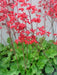 Coral Forest Coral Bells , Heuchera sanguinea FLOWERS Seed,Perennial, Zone: 4-9 - Caribbean garden seed