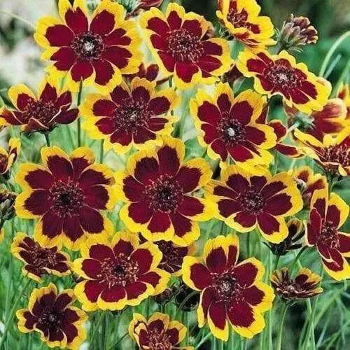 Cosmidium Seeds - chocolate flowers - Caribbean garden seed