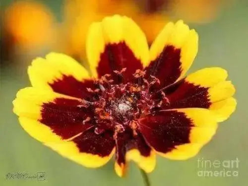 Cosmidium Seeds - chocolate flowers - Caribbean garden seed