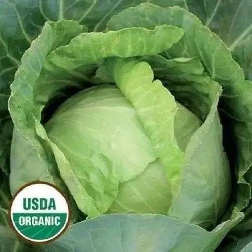 Copenhagen market cabbage Seeds.,Leafy Vegetable,.