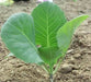 Copenhagen market cabbage Seeds.,Leafy Vegetable,.
