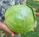 Copenhagen market cabbage Seeds.,Leafy Vegetable,.
