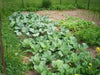 Copenhagen market cabbage Seeds.,Leafy Vegetable,.