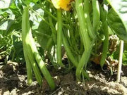 Contender Bean Seed  ( Phaseolus vulgaris-BUSH)  Ready in 40 to 45 days - Caribbean garden seed