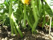 Contender Bean Seed  ( Phaseolus vulgaris-BUSH)  Ready in 40 to 45 days - Caribbean garden seed