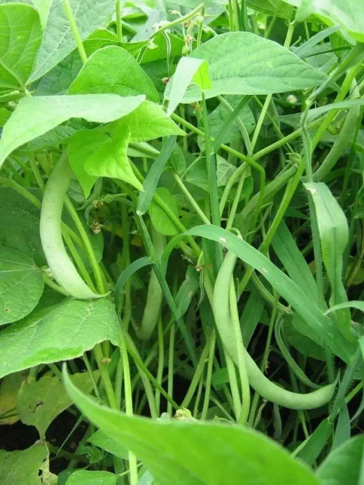 Contender Bean Seed  ( Phaseolus vulgaris-BUSH)  Ready in 40 to 45 days - Caribbean garden seed